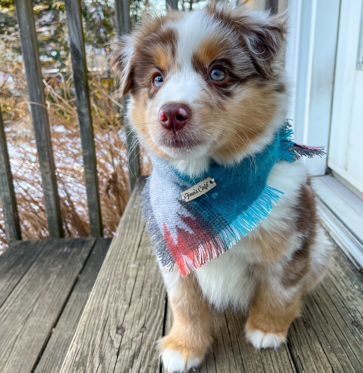 Tracy - Australian Shepherd Puppy (photo 1 of 8)